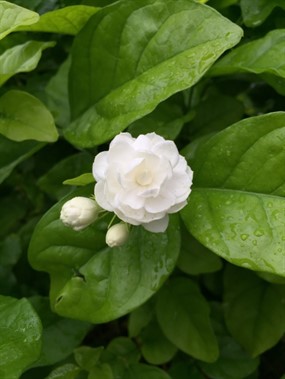 一朵白色茉莉花图片